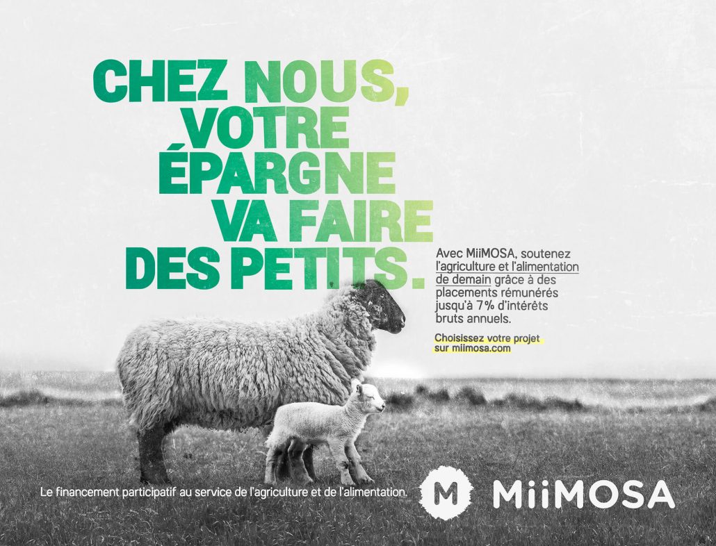 Visuel générique mouton campagne Miimosa